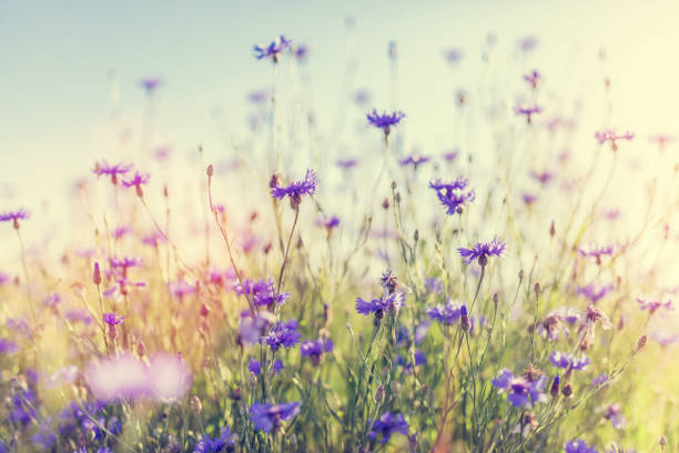 istock Cornflowers on grassy meadow at sunset. 1167919910