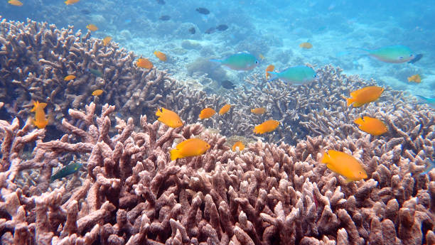 grande angular cena subaquática chifre de veado corais e vida marinha. nakinyo island, maynmar - deep sea staghorn coral school of fish - fotografias e filmes do acervo