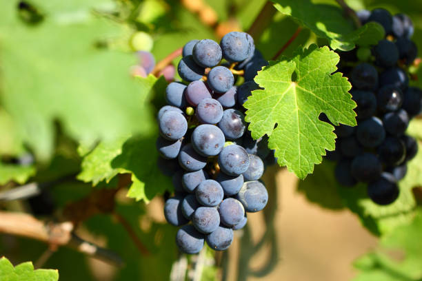 istock Grape cluster with blue dark berries hanging and ripening on a bush with leaves. 1167921780