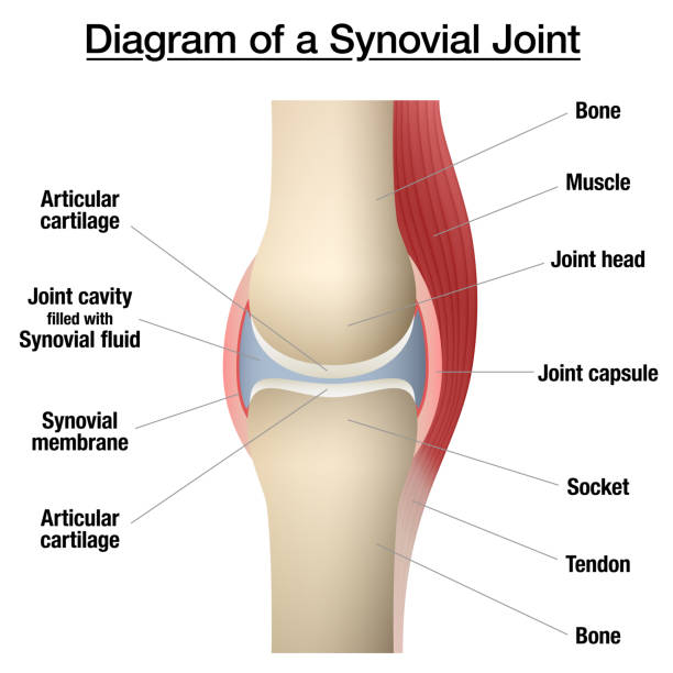 synovial-gelenkdiagramm. beschriftete anatomie-infografik mit zwei knochen, gelenkknorpel, gelenkhöhle, synovialflüssigkeit, muskel und sehne. isolierte vektor-illustration auf weiß. - tendo stock-grafiken, -clipart, -cartoons und -symbole