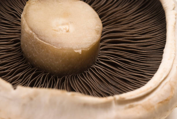 istock macro close up of flat mushroom full frame 1167925502