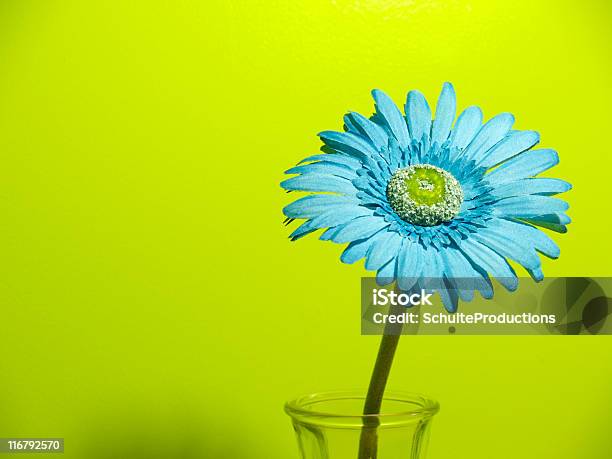 Pojedynczy Niebieski Daisy - zdjęcia stockowe i więcej obrazów Bez ludzi - Bez ludzi, Dekoracja, Efekt faktury