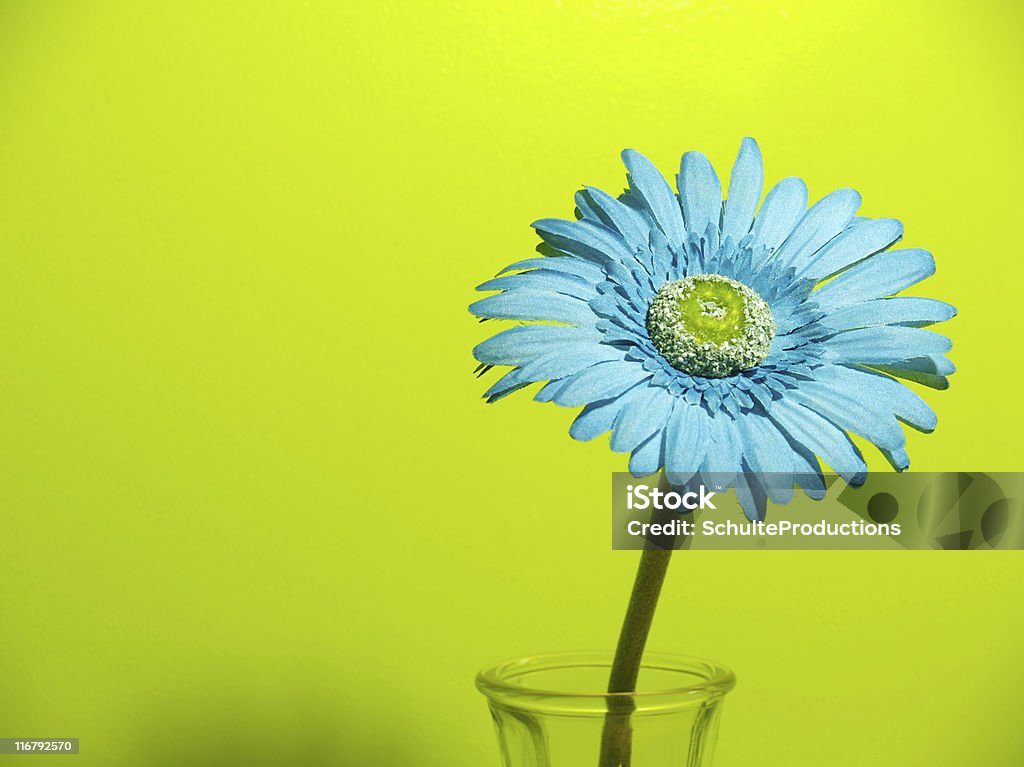 Margarida azul única - Royalty-free Artigo de Decoração Foto de stock