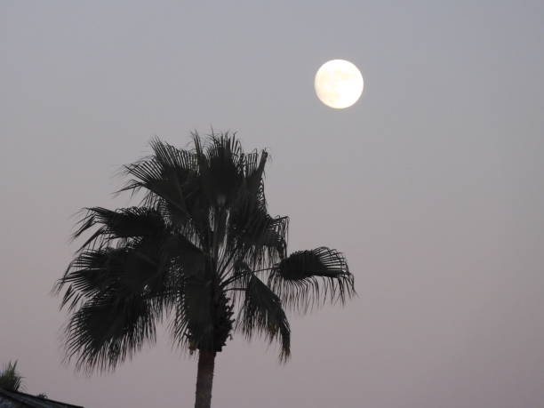 Yes, a full moon rises at sunset.The image create a sense of luxury, creativity, power, and magic. The collection includes a Sunset Moonrise, Full Moon, Buildings, and Palm trees . (Photo by Ароstol Films via Getty Images) 13 Aug 2019