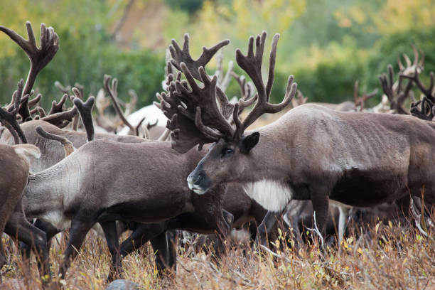 istock Big caribou reindeer (Rangifer tarandus)  herd in autumn 1167930163