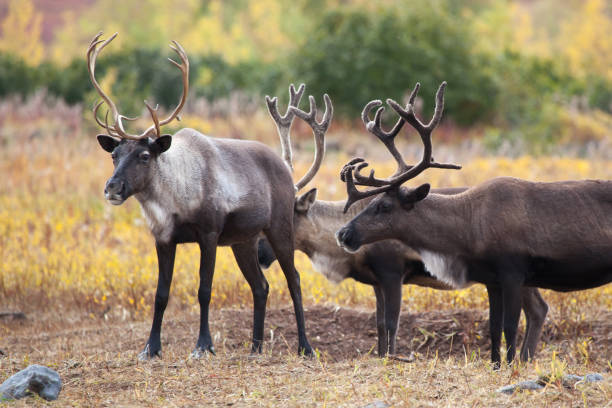 istock Caribou reindeer (Rangifer tarandus)  herd in fall 1167930259