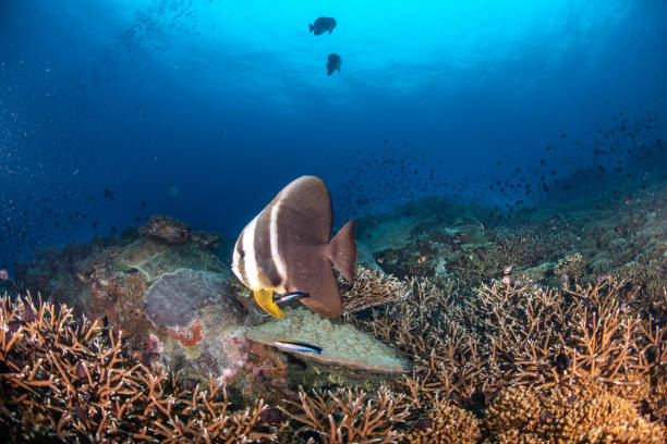 istock bat fish with Bluesteak cleaner wrasse on the coral reef 1167931394