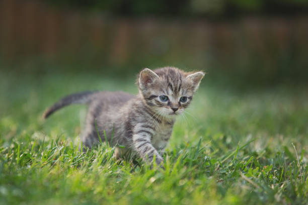 istock Tabby kitten in the garden in sunlight 1167931634