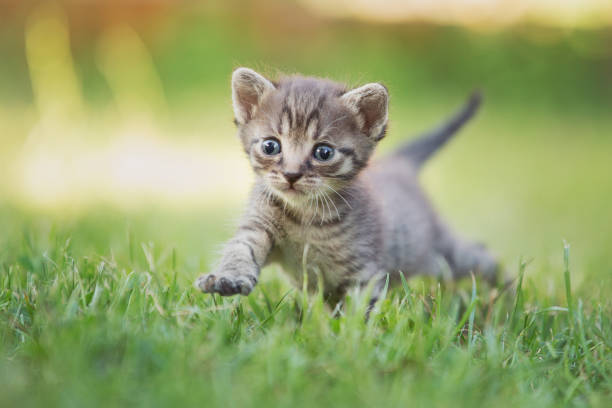 istock Tabby kitten in the garden in sunlight 1167931671