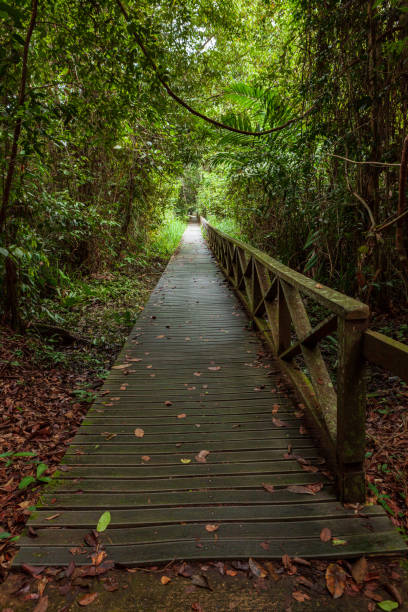 istock Boardwalk in dense rainforest Borneo Malaysia 1167931801