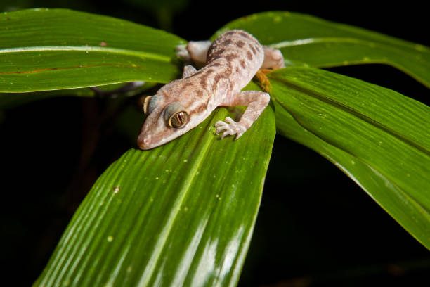 istock Gecko on a leaf at night in rainforest 1167931827