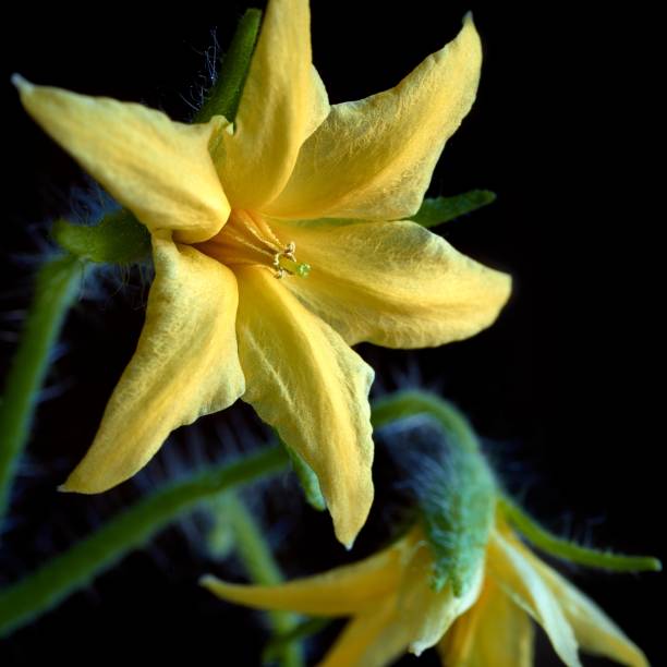 tomato flower super macro on black background