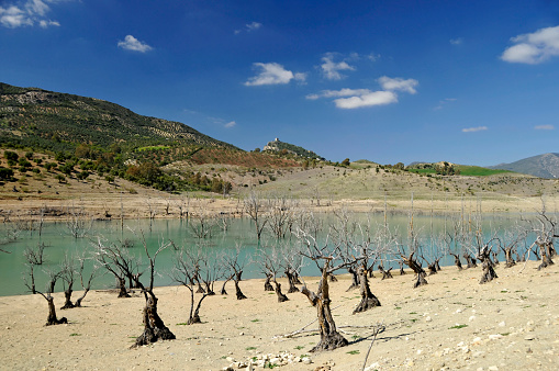 Dead trees at the Embalse de Zahara,a man made reservoir near Zahara de la Sierra,Spain.In the background the Moorish castle of the village and olive orchards.