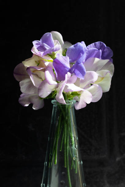 istock A small bunch of sweet peas (lathyrus odoratus) 1167933479