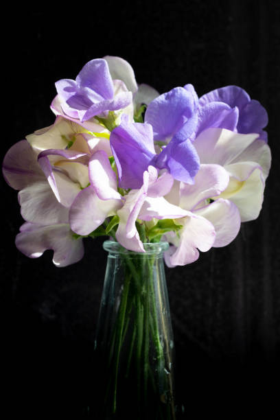 A small bunch of sweet peas (lathyrus odoratus)