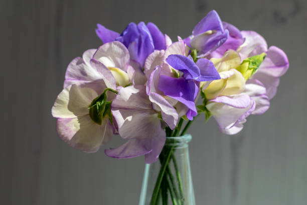 istock A small bunch of sweet peas (lathyrus odoratus) 1167933490