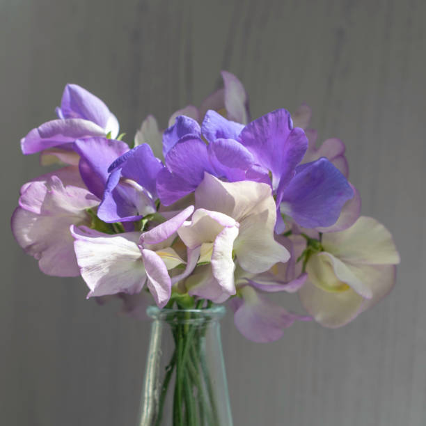 istock A small bunch of sweet peas (lathyrus odoratus) 1167933598