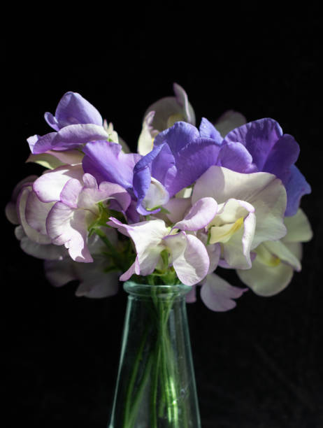 istock A small bunch of sweet peas (lathyrus odoratus) 1167933599