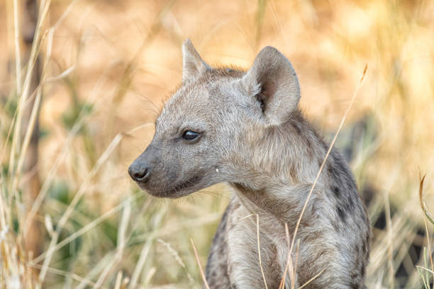 istock Close-up of a Spotted Hyena cub looking sideways 1167935040