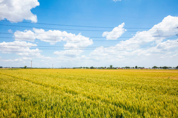 istock The wheat fields are under the blue sky and white clouds 1167935843