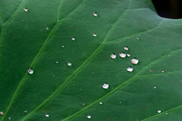 연못 연꽃 잎과 연꽃 씨 - water lily floating on water lotus leaf 뉴스 사진 이미지