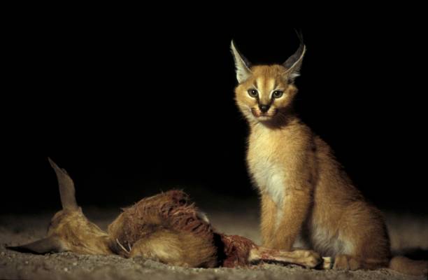 Caracal kill A caracal sits with it's kill at night, looking at camera caracal stock pictures, royalty-free photos & images