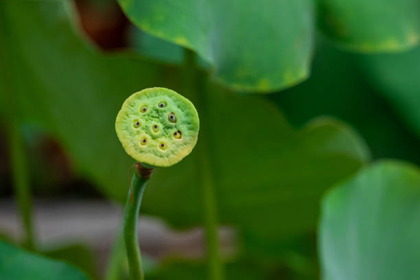 연못 연꽃 잎과 연꽃 씨 - water lily floating on water lotus leaf 뉴스 사진 이미지