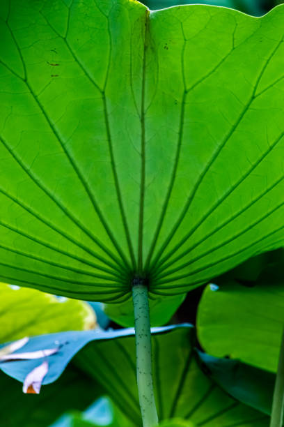 연못 연꽃 잎과 연꽃 씨 - water lily floating on water lotus leaf 뉴스 사진 이미지