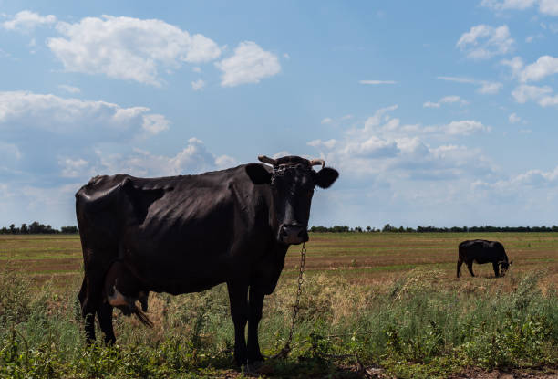 istock black cow grazes in the field, farm 1167937668