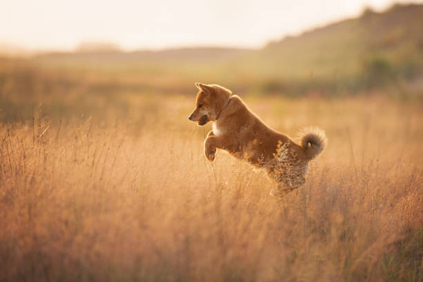 かわいいとクレイジー若い赤い柴犬子犬は、高速実行し、黄金の夕日に牧草地でジャンプ - 柴犬 ストックフォトと画像