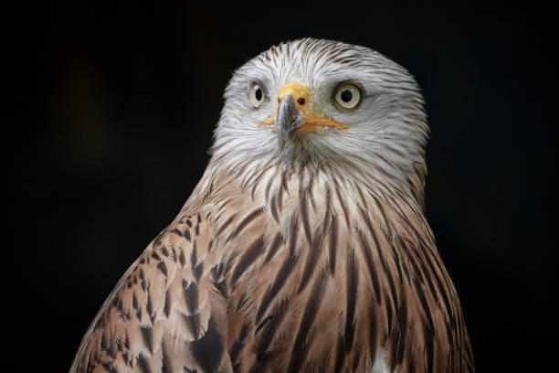 istock Red kite (Milvus milvus) close-up infront of black background 1167943316