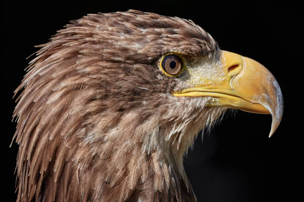 Steppe Eagle (Aquila nipalensis) close up side view and black background Headshot of a steppe eagle infront of black background steppe eagle aquila nipalensis detail of eagles head stock pictures, royalty-free photos & images