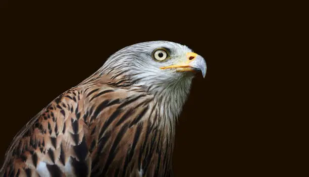 Close-up portrait of a red kite and black background / Germany 2019