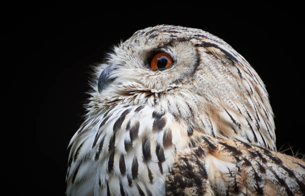 istock Siberian Eagle-Owl (Bubo bubo sibiricus) and black background 1167944518