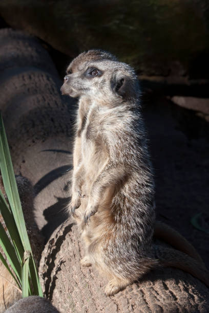 istock Meerkat's standing on wooden log 1167946032