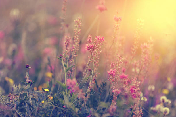 istock Colorful wild flowers on the meadow 1167946040