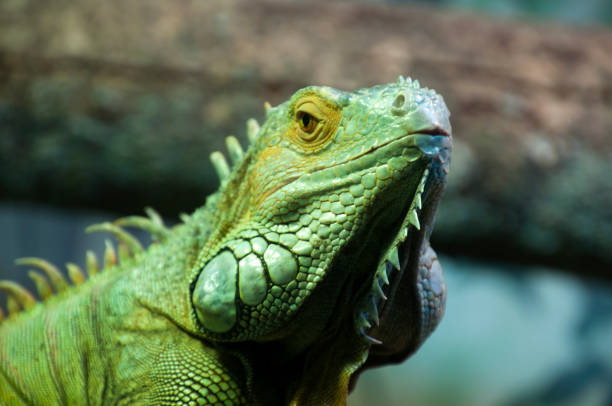 istock Face of a  green iguana 1167946073