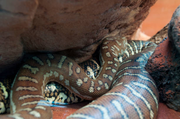 Centralian carpet python a non-venomous Austrlian snake Scene from around Sydney, Australia morelia bredli photos stock pictures, royalty-free photos & images