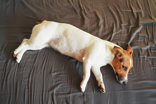 Small white Jack Russell terrier laying on her side in bed with dark sheets, eye open, photo from above..
