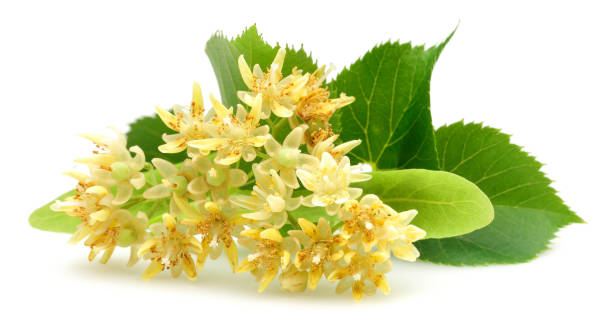 istock Fresh linden flowers and leaves isolated on white 1167946575
