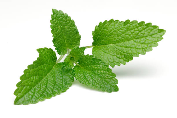 istock Bunch of lemon balm or melissa plant isolated 1167947754
