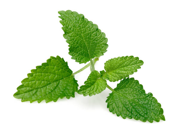 istock Bunch of lemon balm or melissa plant isolated 1167947769