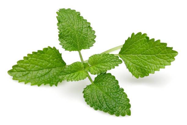 istock Bunch of lemon balm or melissa plant isolated 1167948021