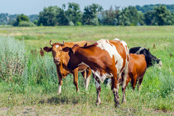istock Cows graze in a field on green grass 1167949500