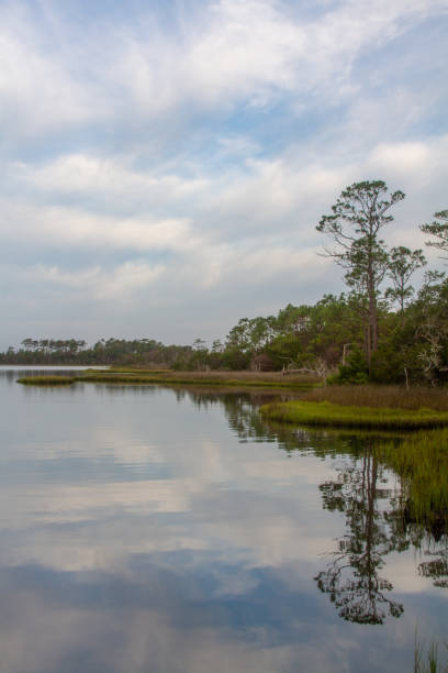 cloudy skies and loblolly pine trees reflected in still waters on a tranquil morning. - pine tree loblolly pine loblolly forest imagens e fotografias de stock