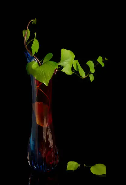 Tree branch with green leaves on a red modern vase creating a beautiful abstract still-life composition