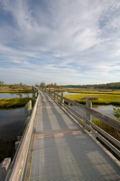 istock A boardwalk hiking trail through a wetland swamp 1167951064