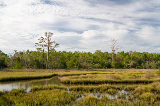 istock Rivers flow through a marsh wetland to the sea. 1167951219