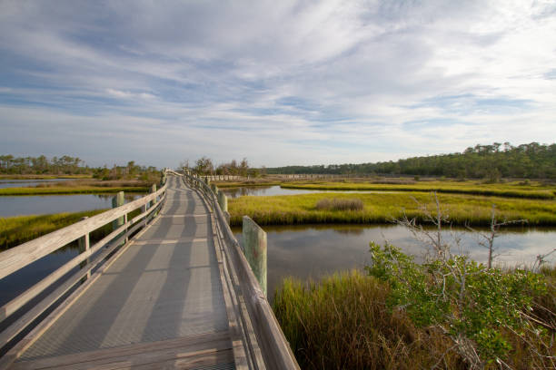 istock A boardwalk hiking trail through a wetland swamp 1167951248