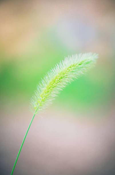 istock Dog tail grass macro close-up outdoors on rain green background，Setaria viridis (L.) Beauv. 1167952848